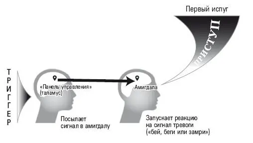 Рис 2Таламус направляет триггерный сигнал в амигдалу которая реагирует и - фото 2