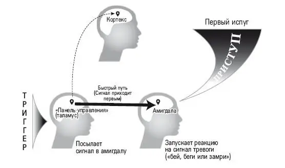 Рис4 Приступ страха возникает раньше чем может начаться осмысление сигнала - фото 4