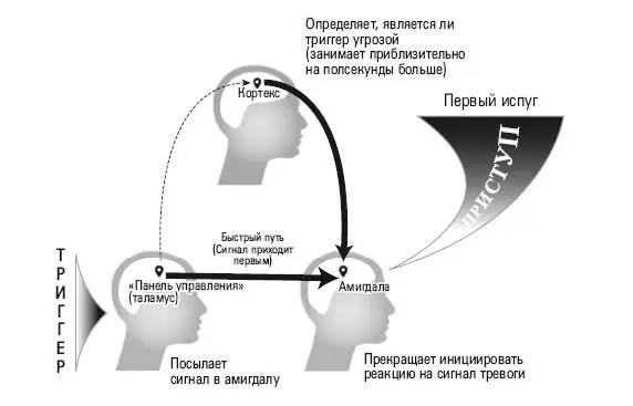 Рис5 Кортекс определяет что угрозы нет амигдала перестает бить тревогу - фото 5