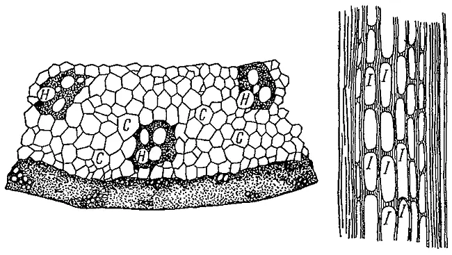 Растительные клетки Рисунки Антони Левенгука из Arena naturae 1695 - фото 23