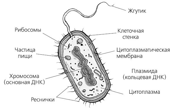 Строение бактериальной клетки Существует несколько видов клеток врожденного - фото 5