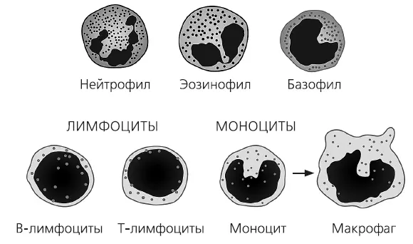 Клетки иммунитета Несмотря на различия клеток врожденного иммунитета о - фото 6