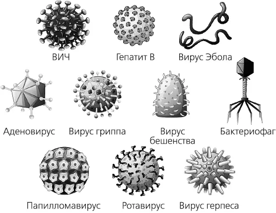 Вирусы Вирус иммунодефицита человека поражает Tхелперы дендритные клетки - фото 36