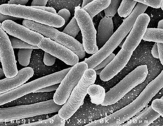 Клетки кишечной палочки Escherichia coli Организм человека это большой дом - фото 37