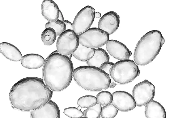 Дрожжи Saccharomyces cerevisiae Около 300 видов микроскопических грибов - фото 38