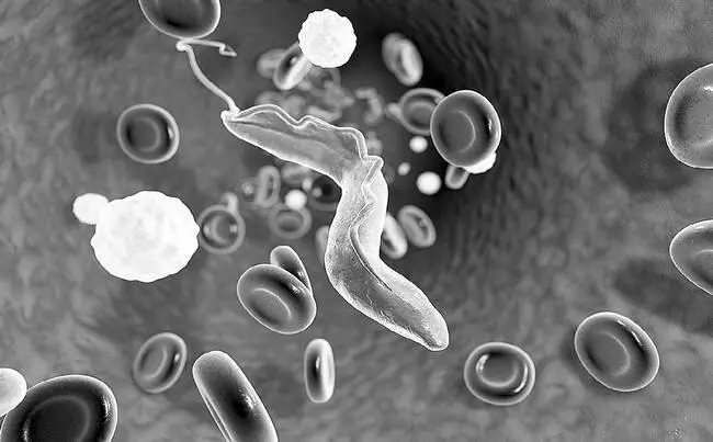 Простейшее Trypanosoma cruzi Простейшие паразиты используют тело человека как - фото 39