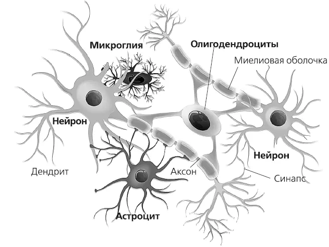Клетки мозга Раньше считалось что присутствие иммунной системы в мозге было - фото 51