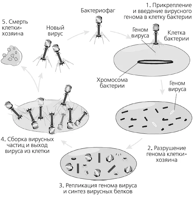 Жизненный цикл бактериофага Кроме того бактерии обладают системой - фото 67