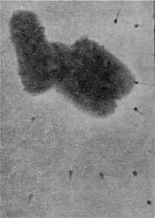 Нападение бактериофагов на бактерию дизентерии В оптический микроскоп удалось - фото 11
