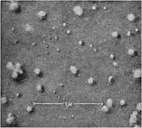 Вирус гриппа в электронном микроскопе белая линия масштаб одного микрона - фото 13