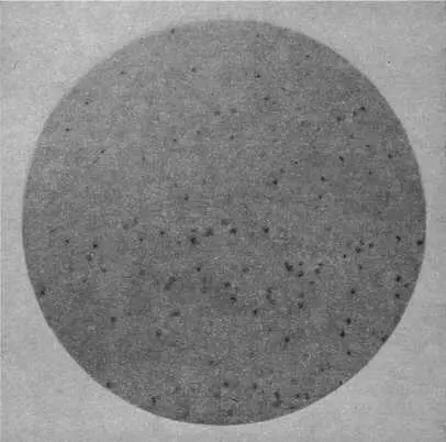 Элементарные тельца оспы в оптическом микроскопе Элементарные тельца оспы в - фото 14