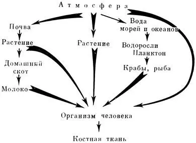 Рис 11 Схема путей циркуляции стронция 90 из атмосферы в организм человека - фото 19