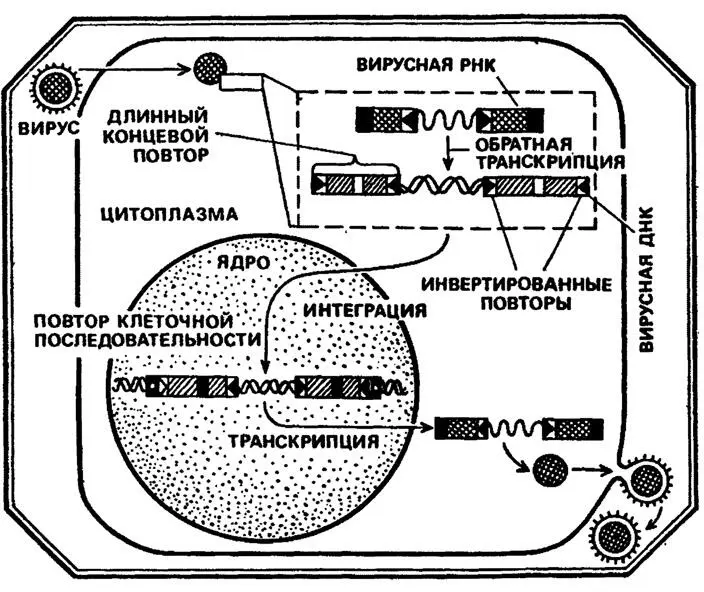 Рис 12 Но как мы видим дело не только в вирусном канцерогенезе Дело в том - фото 15