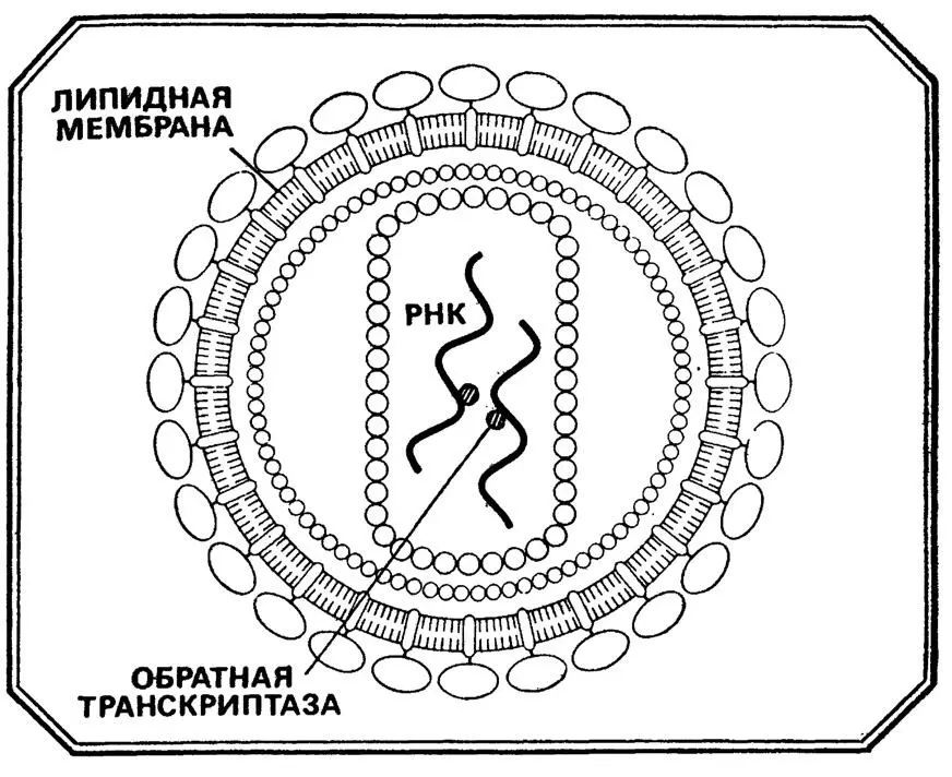 Рис 13 Вирусная частица HTLVIII Все ретровирусы весьма неспешные - фото 16