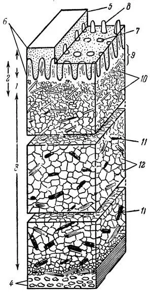 Рис 10 Разрез дельфиньей кожи схема 1 эпидермис 2 дерма 3 жировой - фото 10
