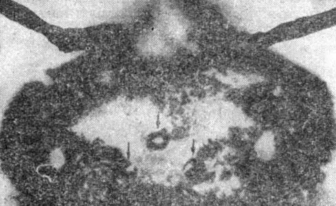 Рис 7 Пчелиный фотометр стрелками показаны одиночные глаза на голове - фото 106