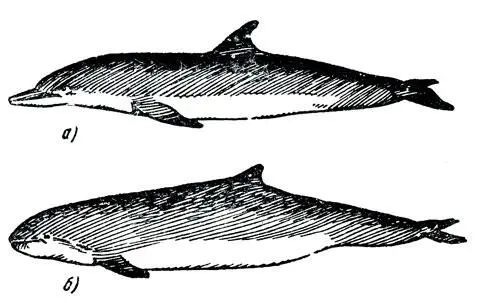 Рис 11 Расположение гребней под тонким роговым слоем у обыкновенного дельфина - фото 11