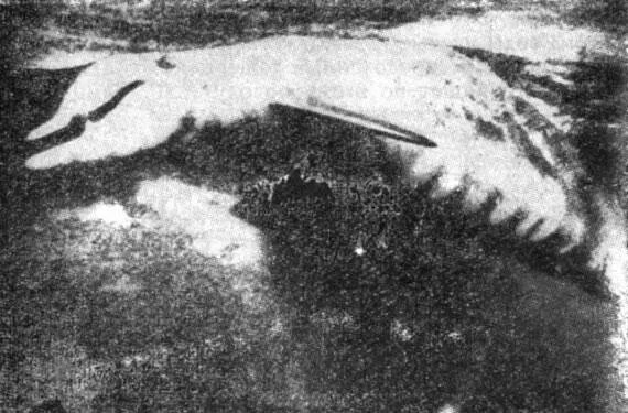 Рис 12 В момент достижения дельфином критической скорости его кожа собирается - фото 12