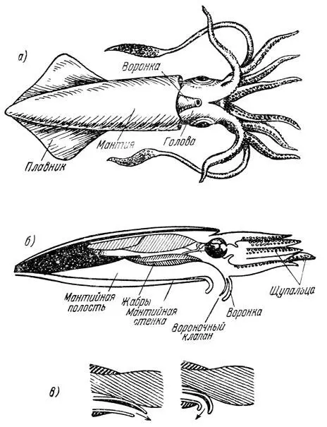 Рис 14 Кальмар и его реактивный движитель а Кальмар живая ракета б - фото 14