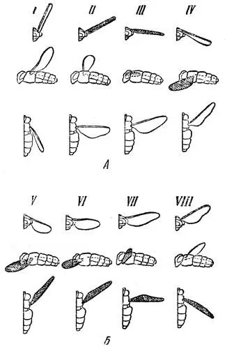 Рис 18 Правое крыло летящего насекомого в основных положениях I VIII Вид - фото 18