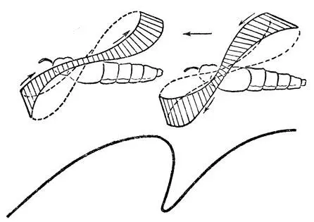 Рис 19 Траектория описываемая концом крыла насекомого Вверху относительно - фото 19