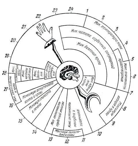 Рис 2 Суточные биологические ритмы в организме человека Однако следует - фото 28