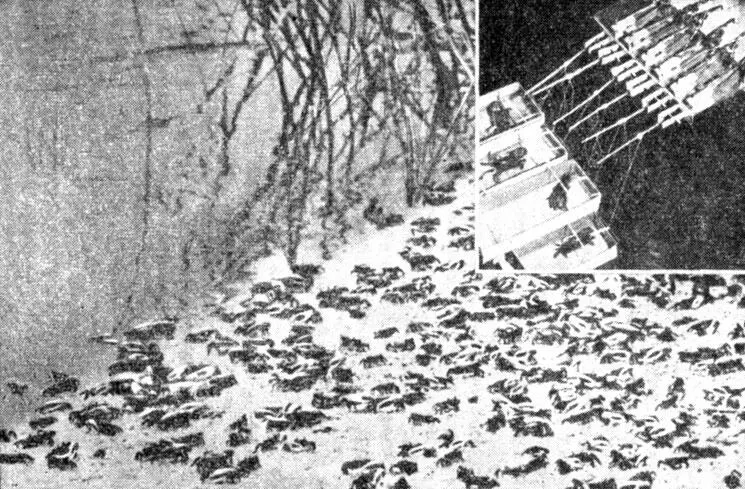 Рис 3 Как на берегу так и в лаборатории манящие крабы ищут пищу точно в час - фото 29