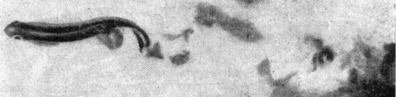 Рис 7 Завихрения жидкости вызываемые перемещением в ней рыбы И вот совсем - фото 7