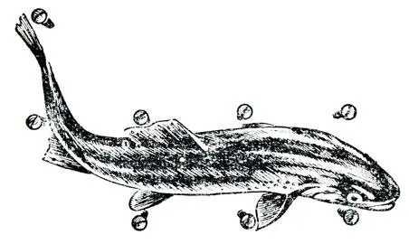 Рис 8 Форель плывет по доске в которую в определенном порядке вбиты - фото 8