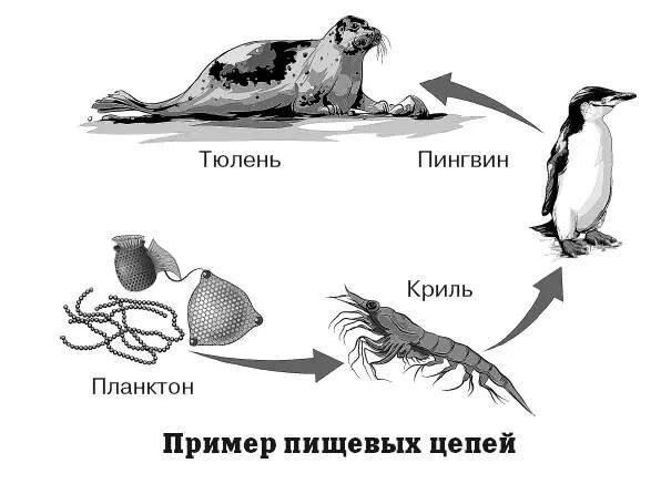 С биологическим круговоротом не следует путать пищевые цепи поскольку это - фото 105