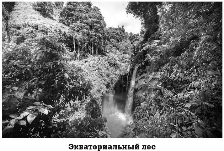 Самыми распространенными деревьями в этих лесах являются пальмы древесные - фото 108
