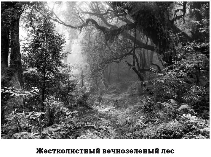 Для деревьев этой зоны характерны такие особенности как очень широкие кроны - фото 111