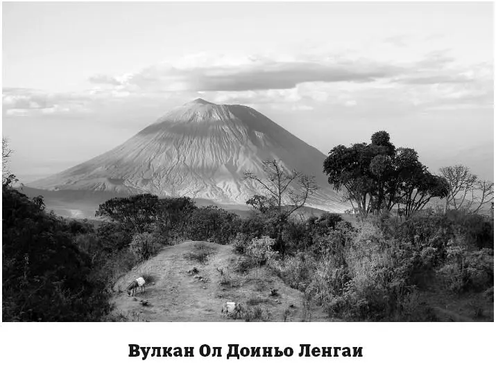 Ол Доиньо Ленгаи считается молодым вулканом Первое зафиксированное его - фото 113
