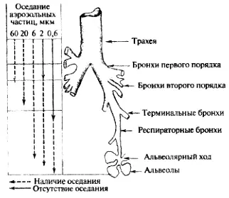 Рис 146 Схематическое строение легочных путей и их отношение к оседанию - фото 46