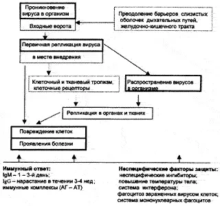 Рис 23 Схема развития острой вирусной инфекции По НА Гавришевой и ТВ - фото 24
