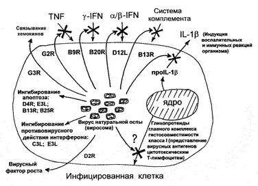 Рис 29 Общая схема синтеза ВНО молекулярных факторов обеспечивающих вирусу - фото 30