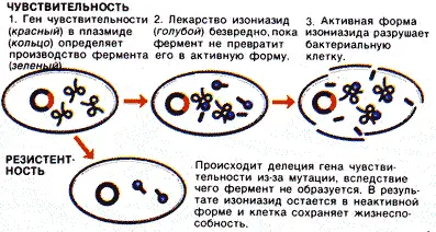 Рис 36 Развитие лекарственной устойчивости у М tuberculosis в организме - фото 37