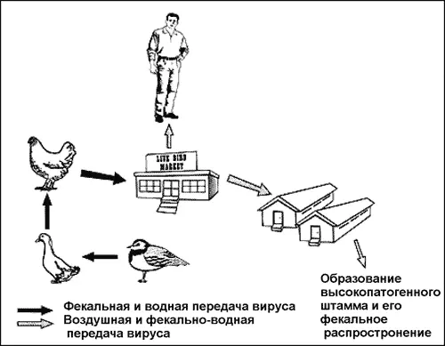 Рис 45 Появление вируса гриппа H5N1 в Гонконге Непатогенный штамм вируса - фото 46