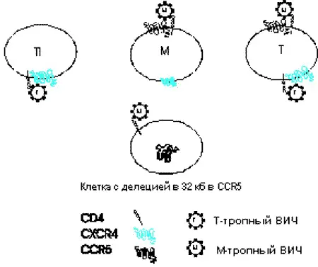 Рис 51 Хемокиновые рецепторы и клеточный тропизм к ВИЧ На схеме показаны три - фото 52