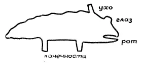 Волк Предприимчивые флатландцы издавна пытались ловить волчат и выставляли их - фото 17