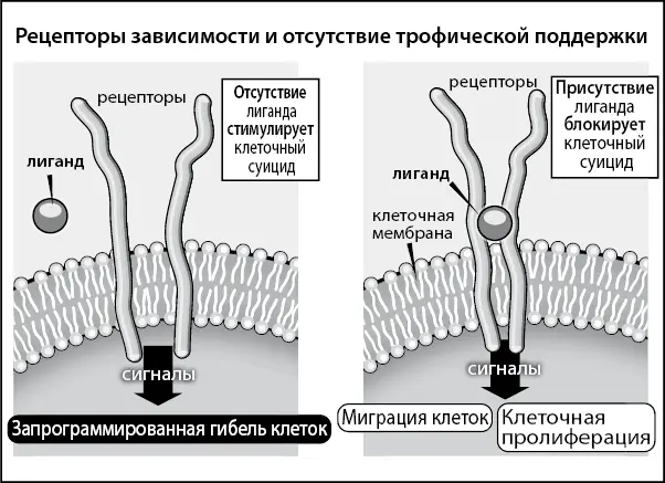 Рис 1 Рецепторы зависимости стимулируют гибель клеток когда они не связаны с - фото 9