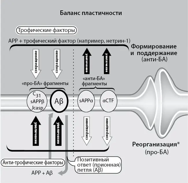 Рис 5 APP предшественник бетаамилоида может способствовать росту нейритов - фото 14