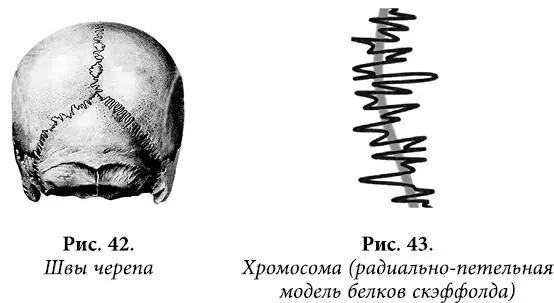 Обратите внимание на сходство этих швов со спиральным рисунком хромосомы - фото 34