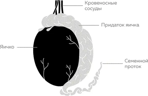 От ануса через мошонку и пенис и до уздечки крайней плоти тянется своего рода - фото 6