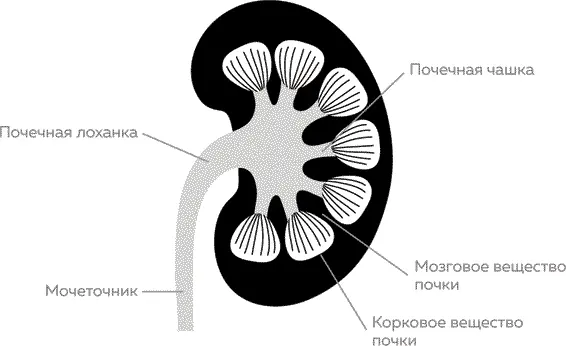 На рисунке ясно видно что почка состоит из многих маленьких почек которые с - фото 16