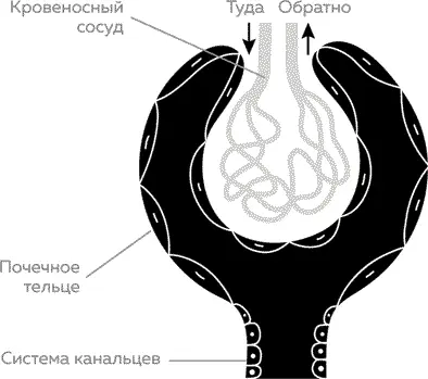 Этих крошечных единиц почечных телец и последующих за ними канальцев вместе - фото 17