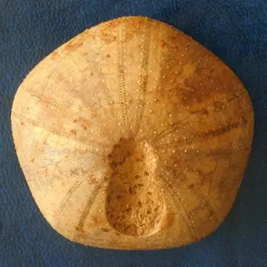 Ископаемый морской еж Pygaster юрский период одна из переходных форм между - фото 44