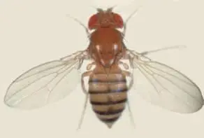 Слева плодовая мушка Drosophila melanogaster - фото 45
