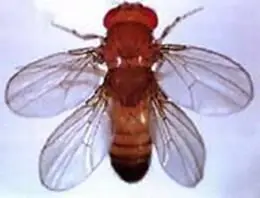 Слева плодовая мушка Drosophila melanogaster - фото 46