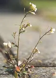 Резуховидка Таля Arabidopsis thaliana важнейший модельный объект генетики - фото 48
